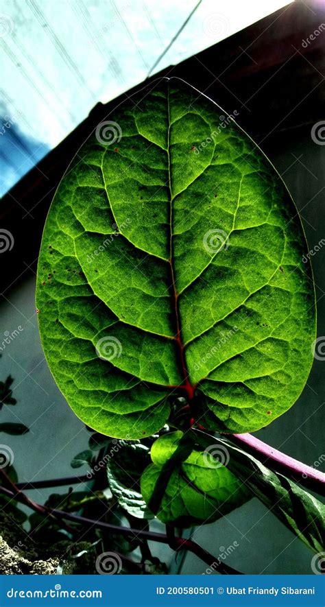 Binahong leaves stock image. Image of mens, leaves, stamina - 200580501