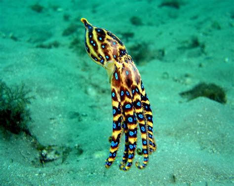 Blue Ringed Octopus Eating A Crab