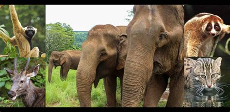 WELCOME TO THE MONDULKIRI ELEPHANT & WILDLIFE SANCTUARY: | Wildlife sanctuary, Elephant ...