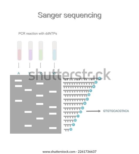 Overall Process Sanger Sequencing Technique That Stock Vector (Royalty ...