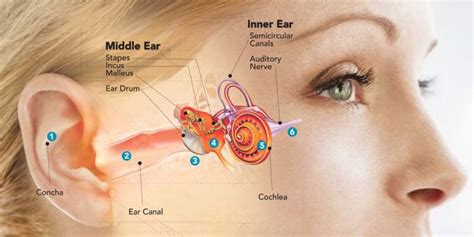 Causes of Tinnitus - The Hearing Clinic UK