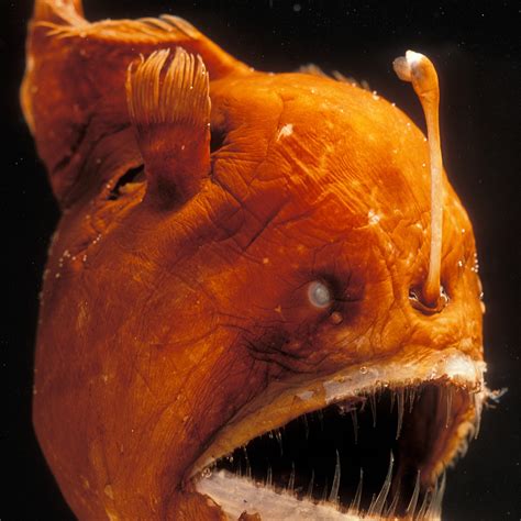 Angler Fish Facts For Kids - Unique Fish Photo