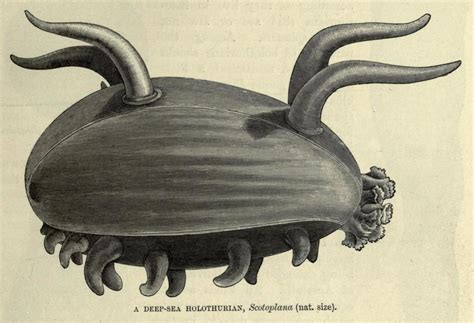 Scotoplana sp. - Scotoplane or Sea Pig The... - Biomedical Ephemera, or ...