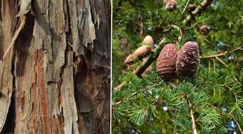 Types of Cedar Trees with Identification Guide (Pictures, and Name) - Including False Cedar ...