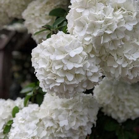 Viburnum macrocephalum ~ Chinese Snowball Viburnum – Moon's Tree Farm