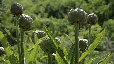 Jerusalem Artichokes Harvest and Store Tips