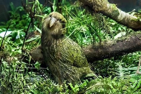 Kakapo – Facts, Size, Lifespan, Diet, Pictures