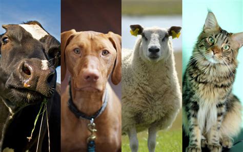 Take the Quiz: Which Animal Are You Most Like? | PETA Kids