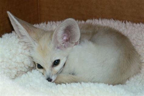 A Playful Baby Fennec Fox Romps Excitedly Around His Home at the San Diego Zoo Nursery