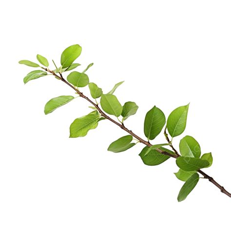 Branch Of A Tree Isolated, Cut Out, Tree, Leaves PNG Transparent Image ...