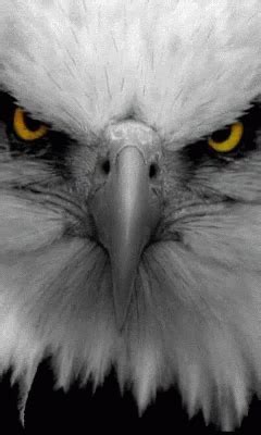 Eagle Animated GIF - Eagle Animated Serious - Discover & Share GIFs