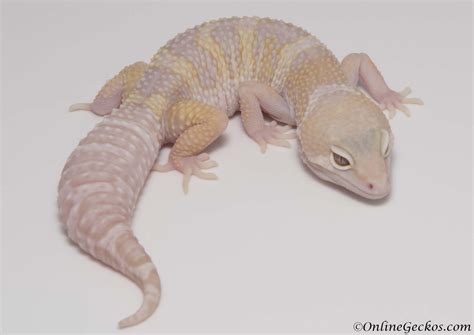 Leopard Gecko Breeding Season 2018 - OnlineGeckos.com Gecko Breeder