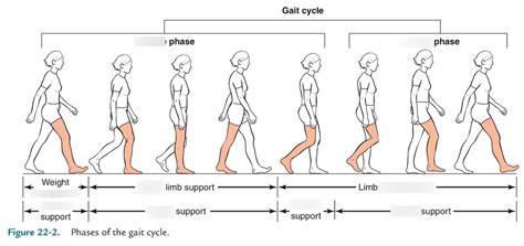 Gait Cycle Diagram | Quizlet