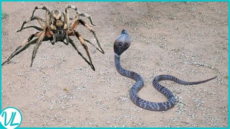 This Is How Spiders Hunt Snakes for Dinner | Spider Vs Snake - YouTube