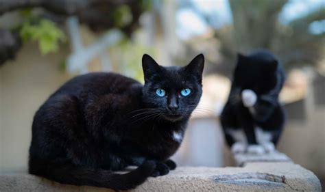 Black Cat with Blue Eyes: Do They Really Exist?