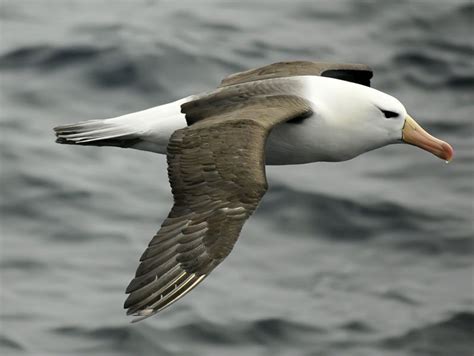 Albatross | Largest Seabird, Migration & Conservation | Britannica