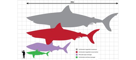 Megalodon Tooth Compared To Great White | MegalodonSwag.com