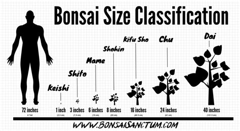 Bonsai Size Classification Chart and Guide - Bonsai Sanctum