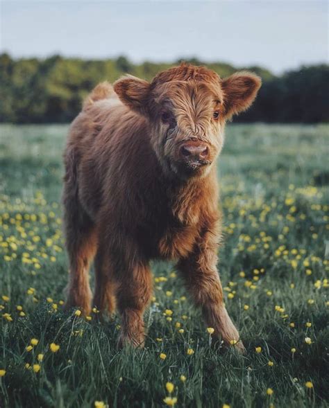 Top 97+ Pictures Cute Cow Wallpapers For Iphone Sharp