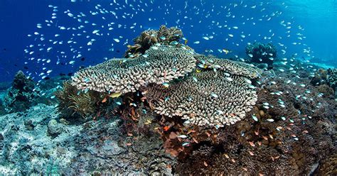 Coral Reef Restoration: Man Accidentally Discovers Method to Restore Dying Reefs