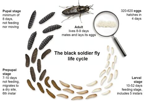 Understanding the Life Cycle of the Black Soldier Fly - Insect School