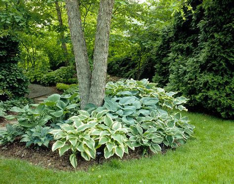 Landscaping Ideas For Under Large Trees - Image to u