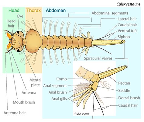 Mosquito Anatomy | Ask A Biologist