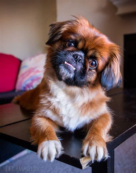 New Pet Photography: Bella, Pekingese/Shih-Tzu Mix; Philadelphia, PA ...