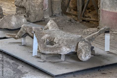 Archaeological Park of Pompeii. Plaster casts of the bodies of men from Pompeii, buried in ash ...