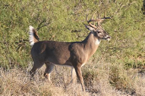 Fauna: Venado cola blanca