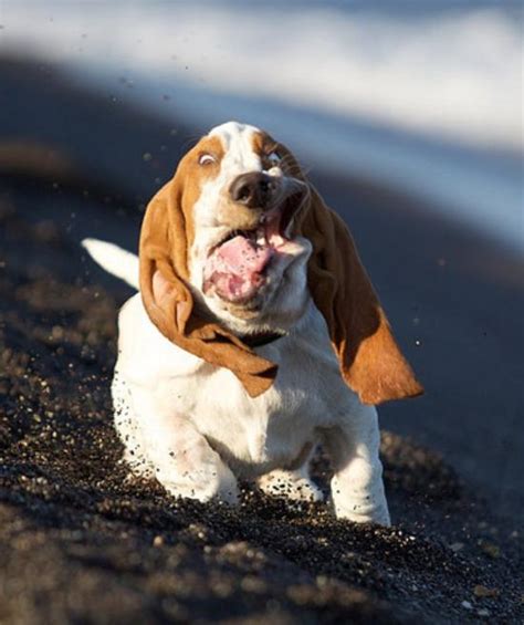 Amfernee Baller's G-chat Status: Funny pics of basset hounds running