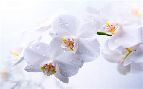 Orchid Wallpapers - Top Free Orchid Backgrounds - WallpaperAccess