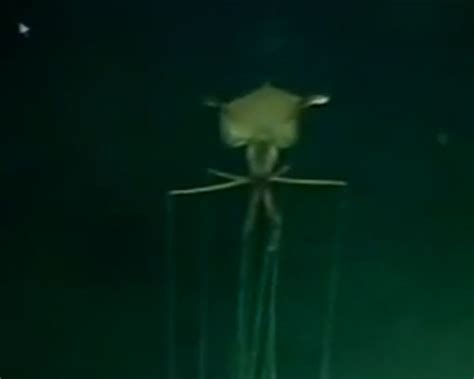 Alien-like sea monster captured on film - YBW