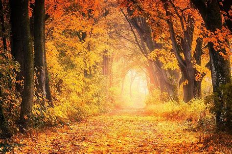 avenue, road, away, park, mood, plant, nature, tree lined avenue, trees ...