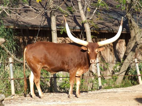 Ankole-Watusi Cattle - The Livestock Conservancy