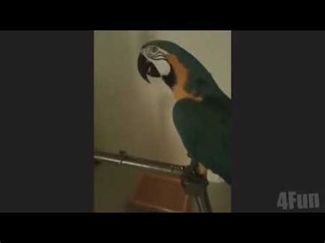 swearing parrot - YouTube