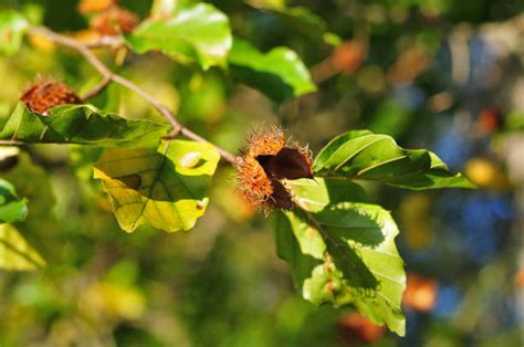 Beech Tree Nuts Stock Photos, Pictures & Royalty-Free Images - iStock