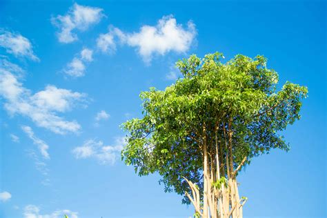 15 Incredible Trees Native to Vietnam - A-Z Animals