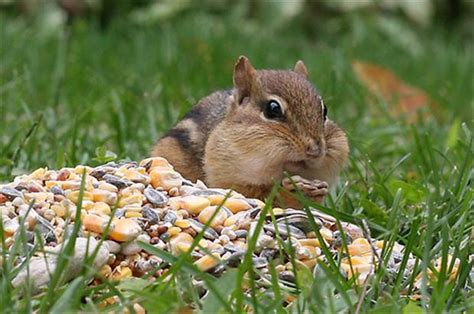 Funny chipmunk pictures - Gallery | eBaum's World