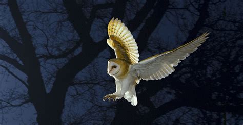 Sculpture Barn Owl Flying Through Ivy Tree Automation Art & Collectibles etna.com.pe