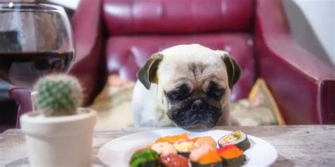 Can Dogs Safely Eat Raw Fish? A Comprehensive Guide