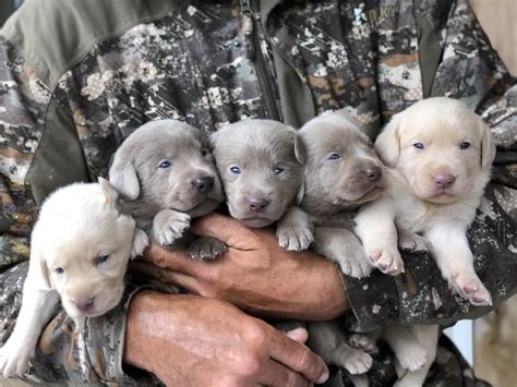 Silver Labrador Retriever Puppies for Sale - AKC Registered