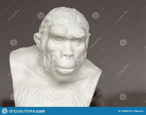 Bust of Pithecanthropus for Study in the Study of Biology in Secondary ...