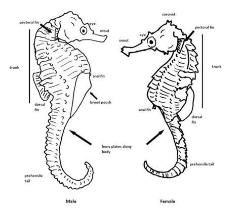 Reproduction and Development - The Lined Seahorse Resource