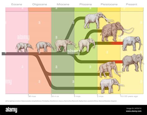 Elephant evolution, illustration Stock Photo - Alamy