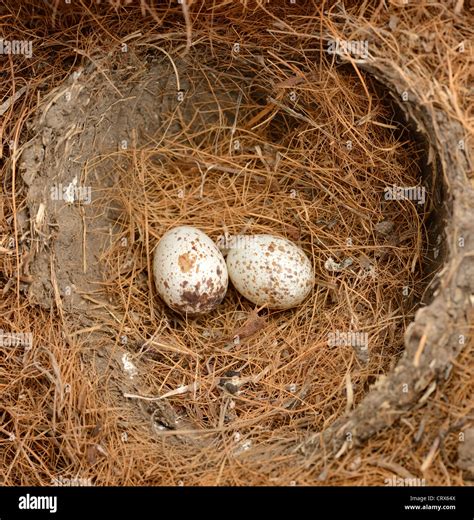 Cardinal nest hi-res stock photography and images - Alamy