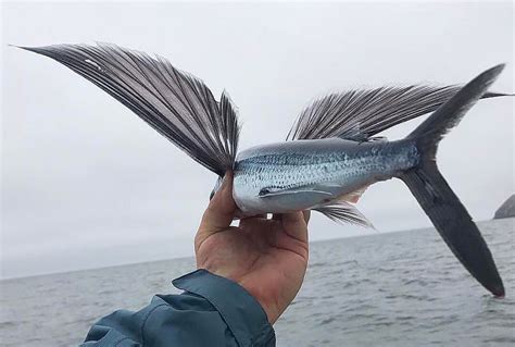 Flying Fish - A Bird in the Hand – FECOP - Costa Rica Sport Fishing Tourism