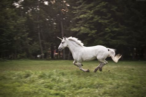 Free download | HD wallpaper: horse, nature, white, unicorn | Wallpaper Flare