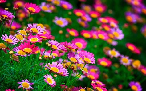 Full Hd Wallpaper For Laptop Flowers - Flowers wallpapers hd full hd ...