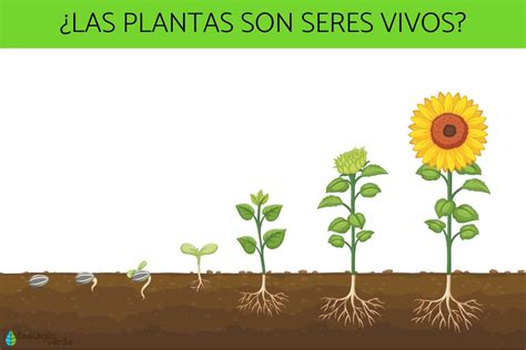 Por qué las PLANTAS son SERES VIVOS - ¡Resumen!